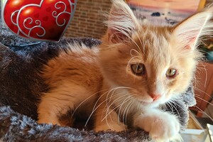 Clémentine 28 maart- 2 mei 2021