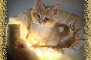 Clémentine 28 maart- 2 mei 2021