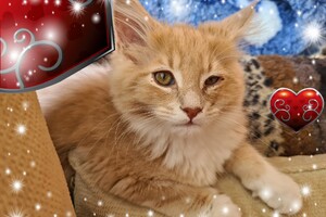 Clémentine 28 maart- 2 mei 2021