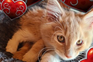 Clémentine 28 maart- 2 mei 2021