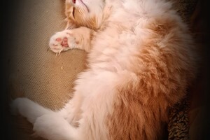 Clémentine 28 maart- 2 mei 2021