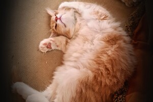 Clémentine 28 maart- 2 mei 2021