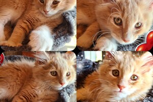 Clémentine 28 maart- 2 mei 2021