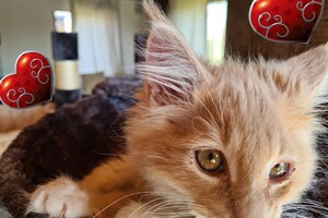 Clémentine 28 maart- 2 mei 2021