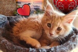 Clémentine 28 maart- 2 mei 2021