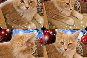 Clémentine 28 maart- 2 mei 2021