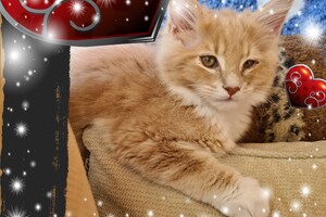 Clémentine 28 maart- 2 mei 2021