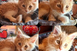 Clémentine 28 maart- 2 mei 2021