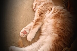 Clémentine 28 maart- 2 mei 2021