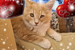 Clémentine 28 maart- 2 mei 2021