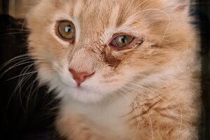 Clémentine 28 maart- 2 mei 2021