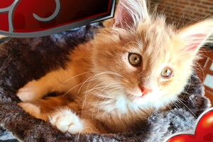 Clémentine 28 maart- 2 mei 2021