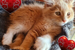 Clémentine 28 maart- 2 mei 2021