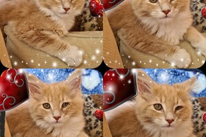 Clémentine 28 maart- 2 mei 2021