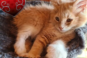 Clémentine 28 maart- 2 mei 2021