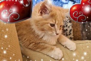 Clémentine 28 maart- 2 mei 2021