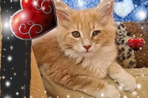 Clémentine 28 maart- 2 mei 2021