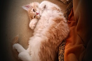 Clémentine 28 maart- 2 mei 2021