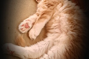 Clémentine 28 maart- 2 mei 2021