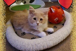 Clémentine 28 maart- 2 mei 2021