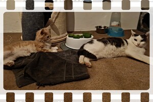 Clémentine 28 maart- 2 mei 2021