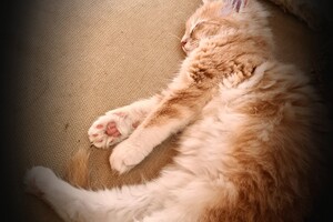 Clémentine 28 maart- 2 mei 2021