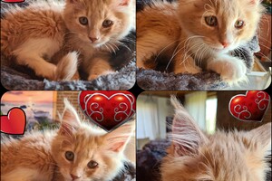 Clémentine 28 maart- 2 mei 2021