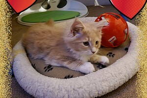 Clémentine 28 maart- 2 mei 2021