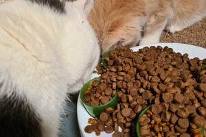 Clémentine 28 maart- 2 mei 2021