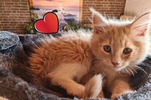 Clémentine 28 maart- 2 mei 2021