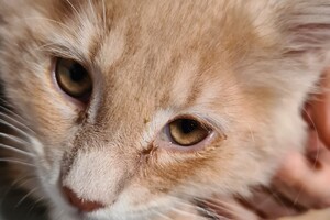 Clémentine 28 maart- 2 mei 2021