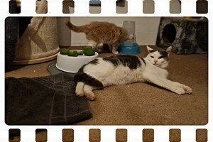 Clémentine 28 maart- 2 mei 2021