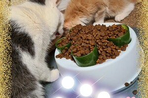 Clémentine 28 maart- 2 mei 2021