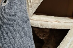 Clémentine 28 maart- 2 mei 2021