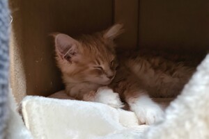 Clémentine 28 maart- 2 mei 2021