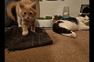 Clémentine 28 maart- 2 mei 2021