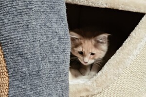 Clémentine 28 maart- 2 mei 2021