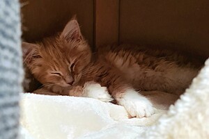 Clémentine 28 maart- 2 mei 2021