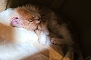 Clémentine 28 maart- 2 mei 2021