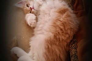 Clémentine 28 maart- 2 mei 2021