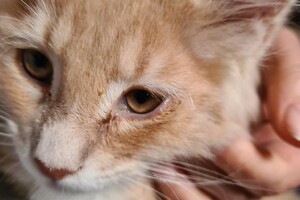 Clémentine 28 maart- 2 mei 2021