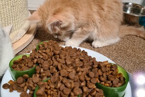 Clémentine 28 maart- 2 mei 2021