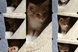 Clémentine 28 maart- 2 mei 2021