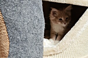 Clémentine 28 maart- 2 mei 2021