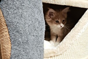 Clémentine 28 maart- 2 mei 2021