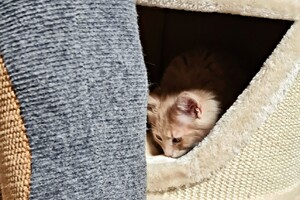 Clémentine 28 maart- 2 mei 2021