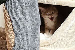 Clémentine 28 maart- 2 mei 2021