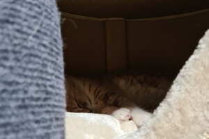 Clémentine 28 maart- 2 mei 2021