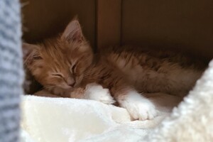 Clémentine 28 maart- 2 mei 2021