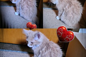 Clémentine 28 maart- 2 mei 2021